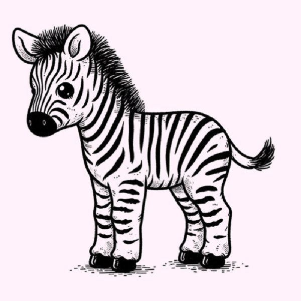 Baby Zebra