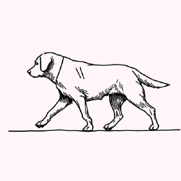 Dog Walking Drawing