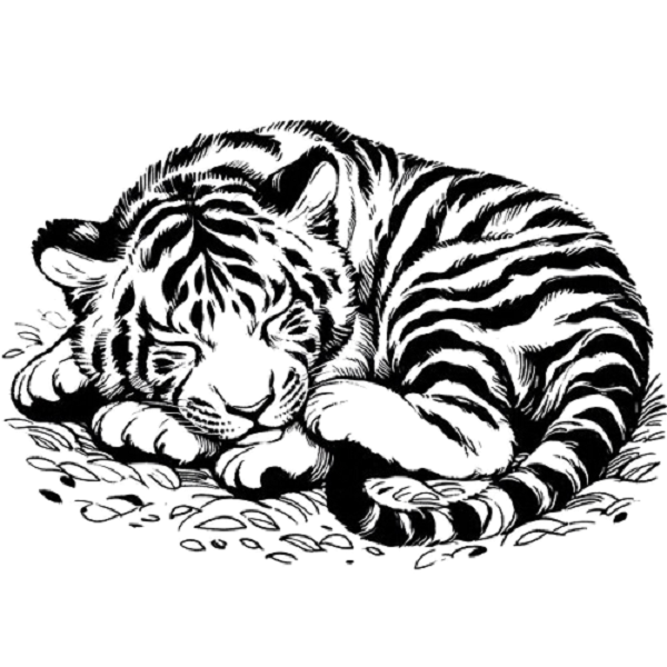 Sleeping Tiger Cub