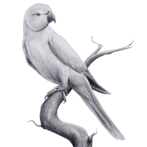 Pencil Parrot Drawing