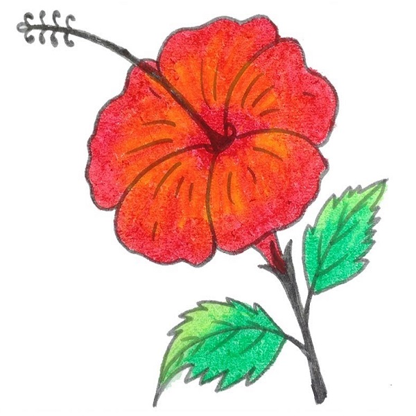 China Rose Drawing