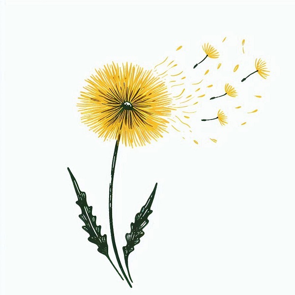 yellow dandelion drawing