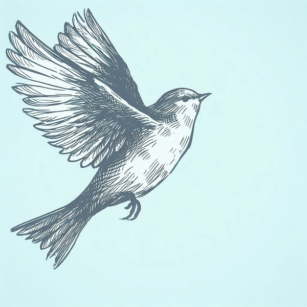 flying bird drawing